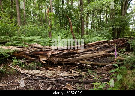 Arbre tombé dans la Heath Wahner, Troisdorf, Rhénanie-du-Nord-Westphalie, Allemagne. Umgestuerzter Baum dans le Wahner Heide, Troisdorf, Nordrhein-Westfalen, Banque D'Images