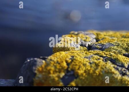 Gros plan pierres et rochers sur un bord de mer recouvert de mousse jaune avec fond bleu de mer Banque D'Images