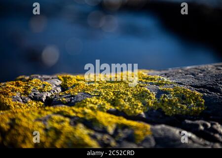 Gros plan pierres et rochers sur un bord de mer recouvert de mousse jaune avec fond bleu de mer Banque D'Images