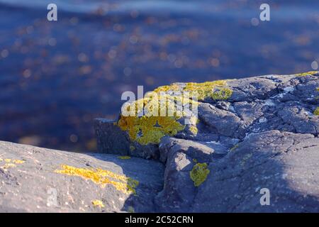 Gros plan pierres et rochers sur un bord de mer recouvert de mousse jaune avec fond bleu de mer Banque D'Images