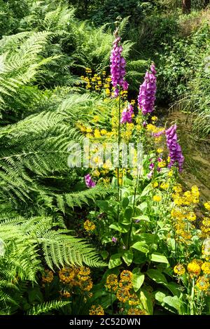 Matteuccia struthiopteris et Primrose Purple flaffin jaune fleuri dans le jardin Banque D'Images