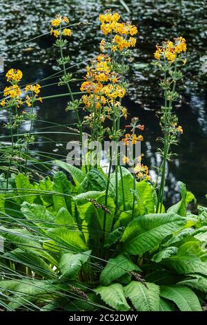 Primula bulleyana jaune primrose jardin fleurs primrosiers Banque D'Images