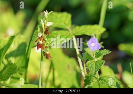 Ophrys insectifera - orchidée de mouche, qui pousse sur Wolstonbury Hill (South Downs) dans le West Sussex Banque D'Images