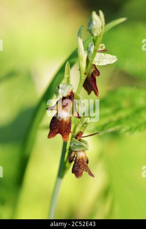 Ophrys insectifera - orchidée de mouche, qui pousse sur Wolstonbury Hill (South Downs) dans le West Sussex Banque D'Images