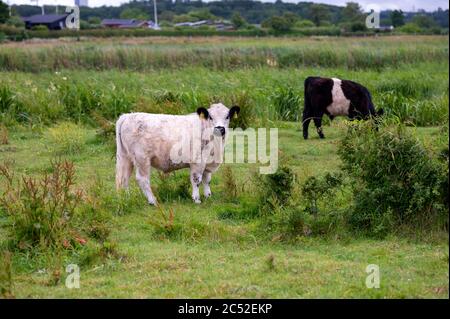 La génisse de la vache galloway blanche regarde directement la caméra tandis qu'une galloway avec ceinture pature en arrière-plan Banque D'Images