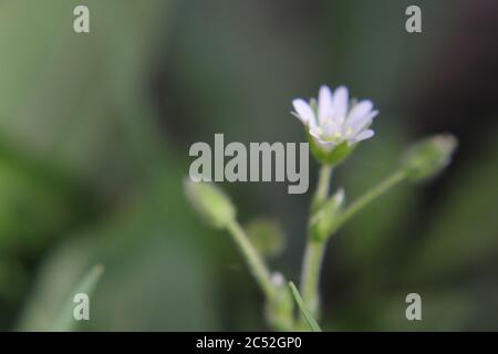 Veronica, speedwell commun, oeil d'oiseau, et gitsyweed, Speedwell de Thyme, Veronica serpyllifolia, Thyme Speedwell petite fleur blanche. Banque D'Images