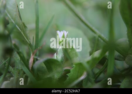 Veronica, speedwell commun, oeil d'oiseau, et gitsyweed, Speedwell de Thyme, Veronica serpyllifolia, Thyme Speedwell petite fleur blanche. Banque D'Images