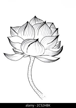 Fleur De Lotus Noir Et Blanc Contours Photo Stock Alamy