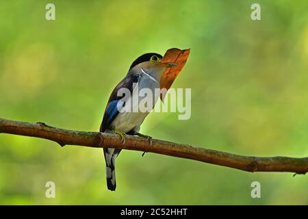 Oiseaux colorés à poitrine d'argent (Serilophus broadbill lunatus) on tree branch Banque D'Images