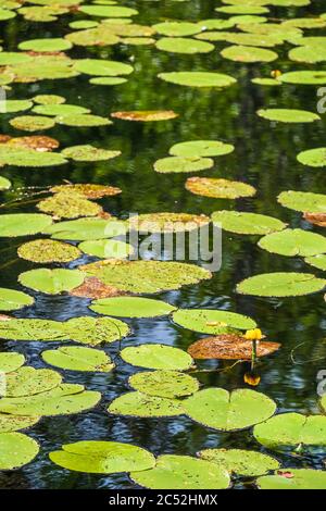 Lac avec des nénuphars jaunes en fleurs Banque D'Images