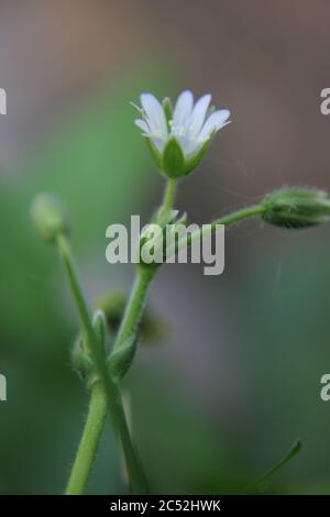 Veronica, speedwell commun, oeil d'oiseau, et gitsyweed, Speedwell de Thyme, Veronica serpyllifolia, Thyme Speedwell petite fleur blanche. Banque D'Images