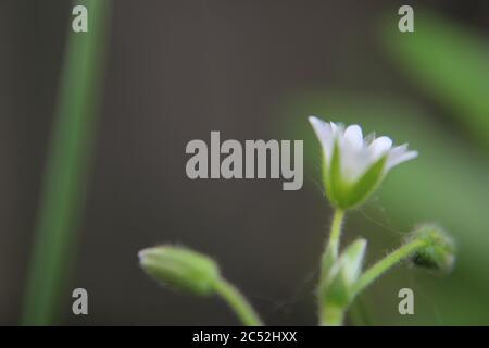 Veronica, speedwell commun, oeil d'oiseau, et gitsyweed, Speedwell de Thyme, Veronica serpyllifolia, Thyme Speedwell petite fleur blanche. Banque D'Images