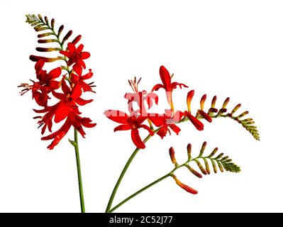 Fleurs rouges d'été de la Crocosmia vivace sur fond blanc Banque D'Images