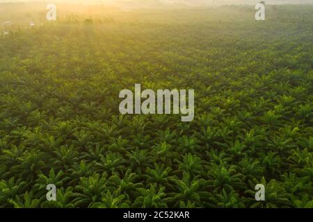 Plantation d'huile de palme au lever du soleil, Malaisie Banque D'Images