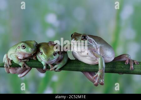 Trois grenouilles d'arbre blanc australien, en Indonésie, sont côte à côte Banque D'Images