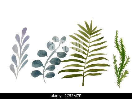 Quatre feuilles tropicales. Illustration de feuilles dessinées à la main en aquarelle Banque D'Images