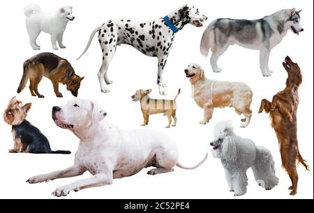 Collecte de différentes races de chiens isolated on white Banque D'Images