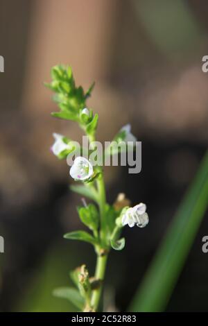 Veronica, speedwell commun, oeil d'oiseau, et gitsyweed, Speedwell de Thyme, Veronica serpyllifolia, Thyme Speedwell petite fleur blanche. Banque D'Images