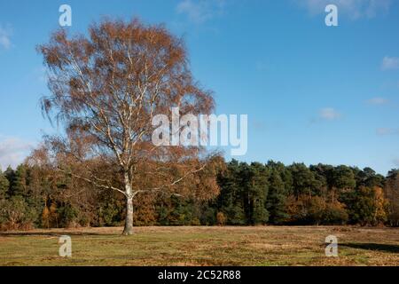 Bouleau argenté solitaire dans les couleurs d'automne avec une ligne de arbres de forêt derrière et un ciel bleu au-dessus Banque D'Images