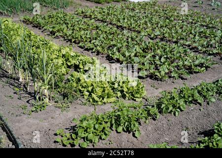 Poireaux, laitue, navets et pommes de terre poussant dans un potager, Frise orientale, Basse-Saxe, Allemagne Banque D'Images