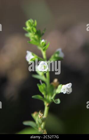 Veronica, speedwell commun, oeil d'oiseau, et gitsyweed, Speedwell de Thyme, Veronica serpyllifolia, Thyme Speedwell petite fleur blanche. Banque D'Images