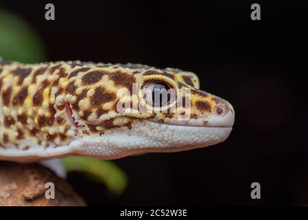Close-up of a leopard gecko, Indonésie Banque D'Images