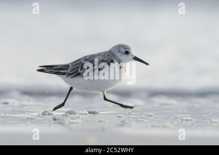 Un Sanderling (Calidris alba) qui longe les eaux sur une plage en Floride, aux États-Unis Banque D'Images