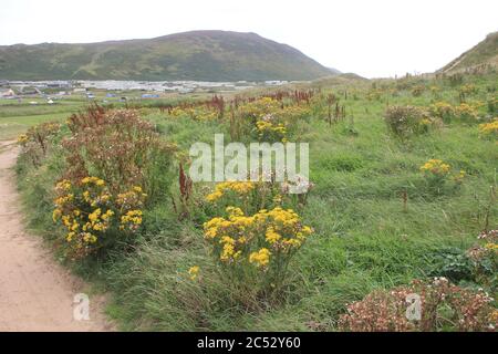 Gower Peninsula,, pays de galles du Sud. Royaume-Uni Banque D'Images