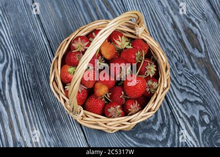 Fraises rouges mûres dans un panier en osier. Sur le fond des planches de pin peintes en blanc et noir. Récolte 2020. Vue d'en haut. Banque D'Images