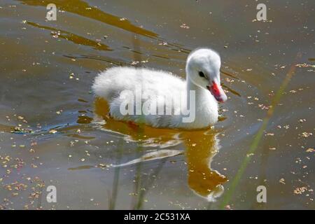 Un cygnet ou cygnet, vieux de cinq jours seulement, sur un petit lac dans le centre de l'Oregon. Banque D'Images
