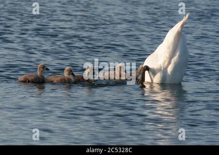 Swan à l'envers dans l'eau à la recherche de nourriture avec quatre jeunes cygnets moelleux. Banque D'Images