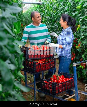 Couple latino-américain de jardiniers travaillant en serre familiale pendant la récolte de tomates biologiques mûres Banque D'Images