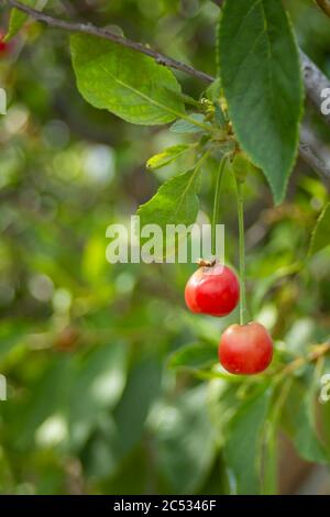 Les cerises rouges commencent à mûrir, les feuilles sont toujours très vert clair Banque D'Images