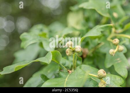 Petites glands formant sur le chêne Pedunculate / arbre de Quercus robur en été. Métaphore de petits acorns se développent, grandes choses petits débuts. Utilisé en cure Banque D'Images