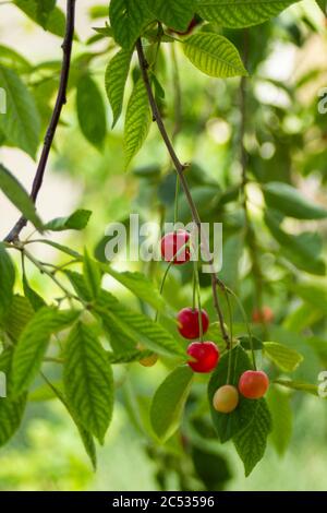 Les cerises rouges commencent à mûrir, les feuilles sont toujours très vert clair Banque D'Images