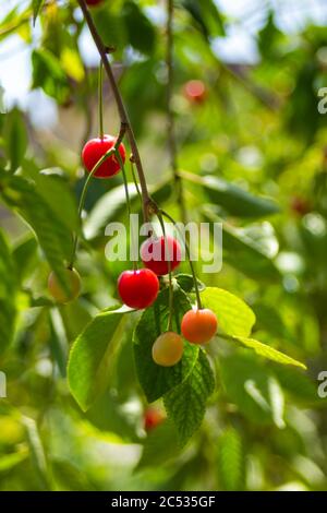 Les cerises rouges commencent à mûrir, les feuilles sont toujours très vert clair Banque D'Images