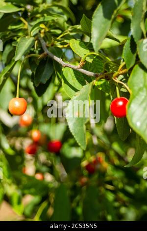 Les cerises rouges commencent à mûrir, les feuilles sont toujours très vert clair Banque D'Images