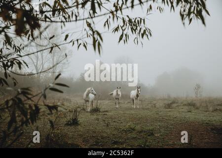 Le troupeau de trois chevaux blancs se trouve sur la prairie pendant l'automne matin brumeux avec branche de l'arbre en premier plan avec sensation nordique Banque D'Images