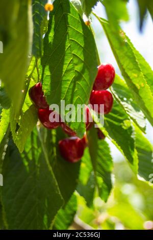 Les cerises rouges commencent à mûrir, les feuilles sont toujours très vert clair Banque D'Images