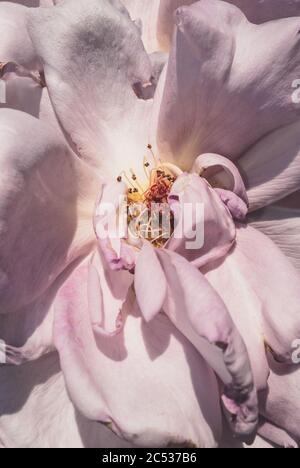 photo macro de la rose blanche en décoloration baignant au soleil Banque D'Images