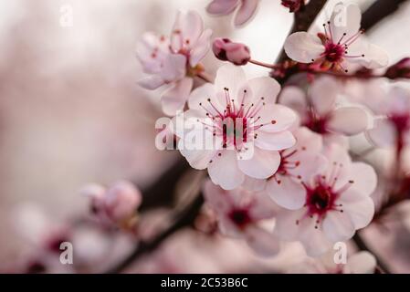 Gros plan de fleurs roses et blanches sur un arbuste de cerises de sable au printemps. Banque D'Images
