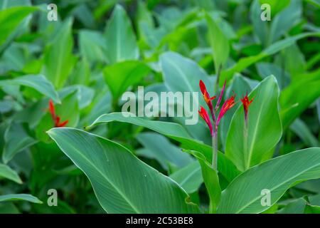 Plantes et fleurs colorées sur l'île de Madagascar Banque D'Images