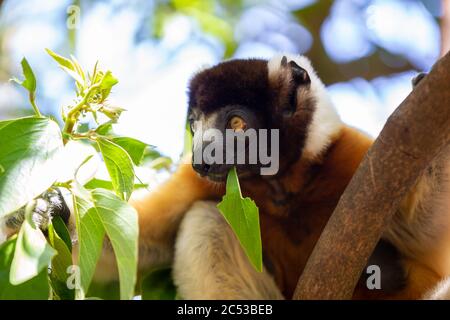 Un citron Sifaka qui s'est rendu confortable dans la cime d'arbre Banque D'Images