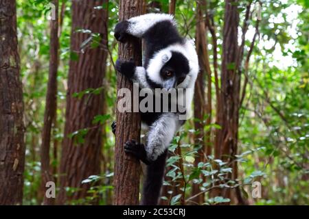 Un lémurien noir et blanc est situé sur la branche d'un arbre Banque D'Images