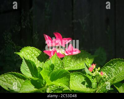 Belle photo horizontale d'une fleur rose foncé avec des couleurs vives feuilles vertes Banque D'Images