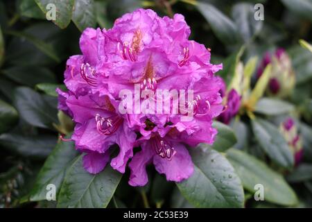 Cliché sélectif d'une fleur de rhododendron violette sous la lumière du soleil avec un arrière-plan flou Banque D'Images
