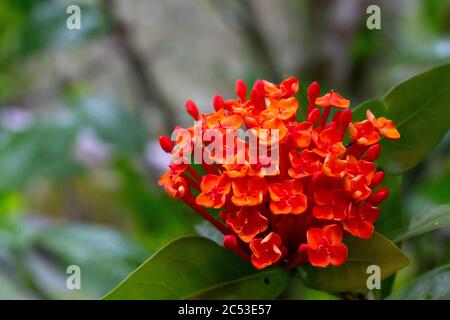 Plantes et fleurs colorées sur l'île de Madagascar Banque D'Images