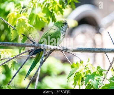 Monk parakeet d'une colonie sauvage de Chicago. Également connu sous le nom de parakeet quaker Banque D'Images