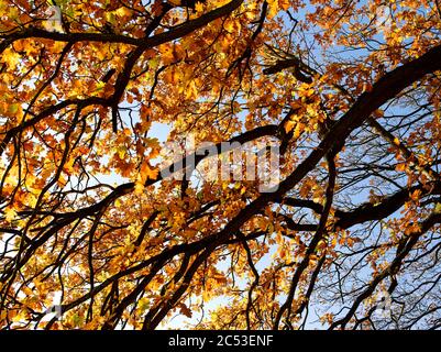Vue sous un chêne en automne. Banque D'Images
