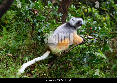 On a diademed sifaka dans son environnement naturel dans la forêt tropicale de l'île de Madagascar Banque D'Images